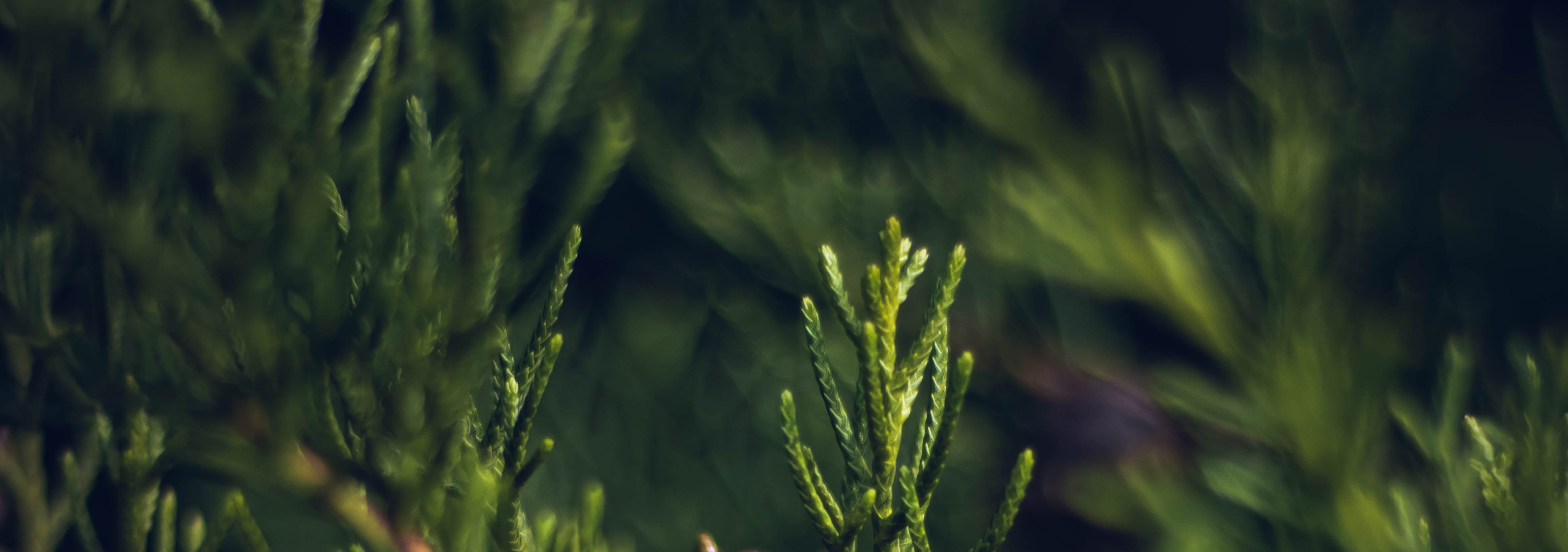 Botanical background