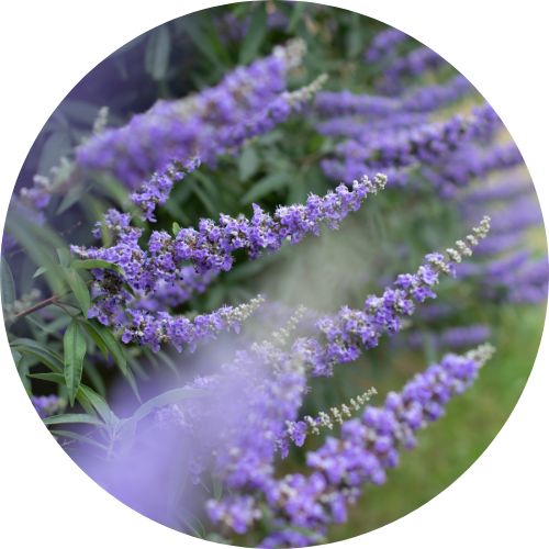 Hormonal shifts and perimenopause